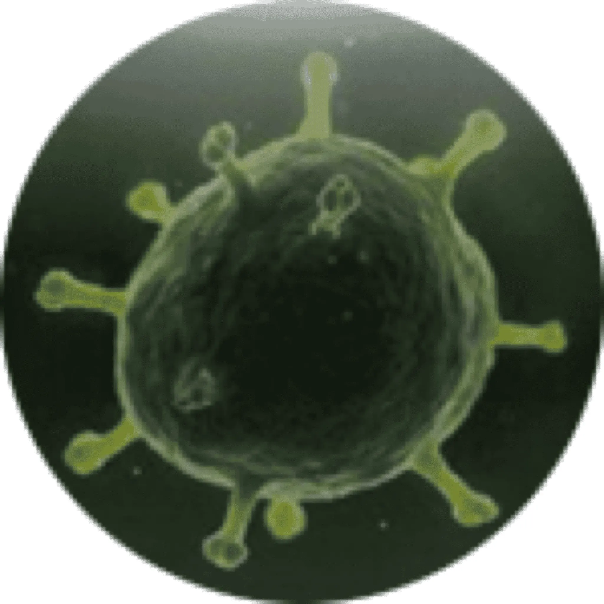 Virusi HFMD